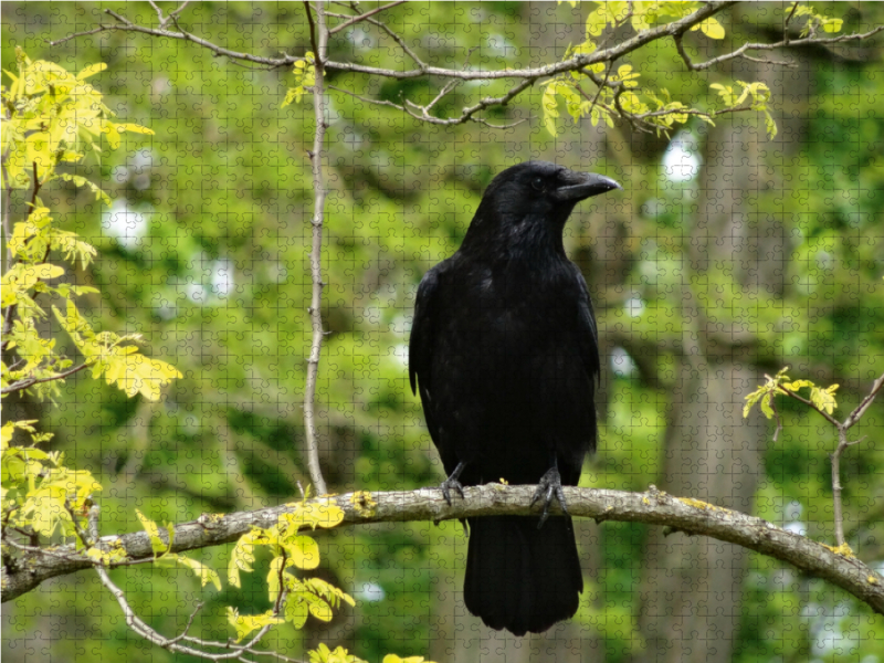 Rabe im Baum