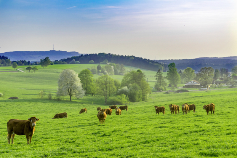 Kuhweide mit Blick auf den Hesselberg