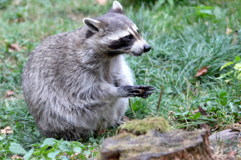 Der Waschbär - Der Maskenträger in unseren Wäldern