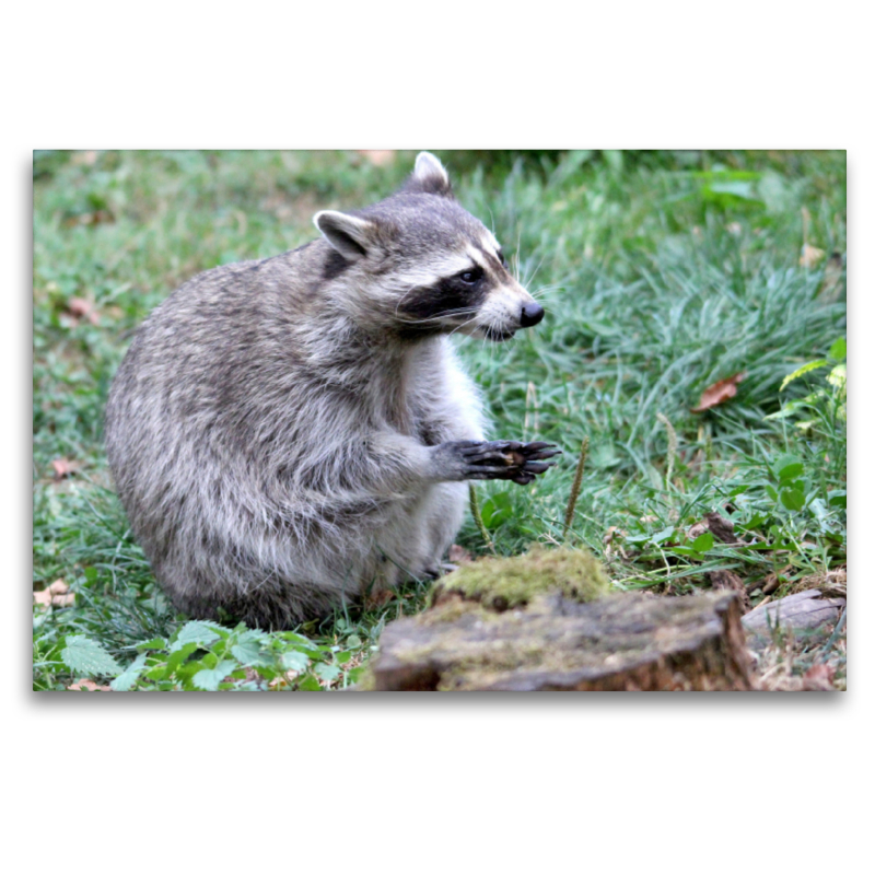 Der Waschbär - Der Maskenträger in unseren Wäldern