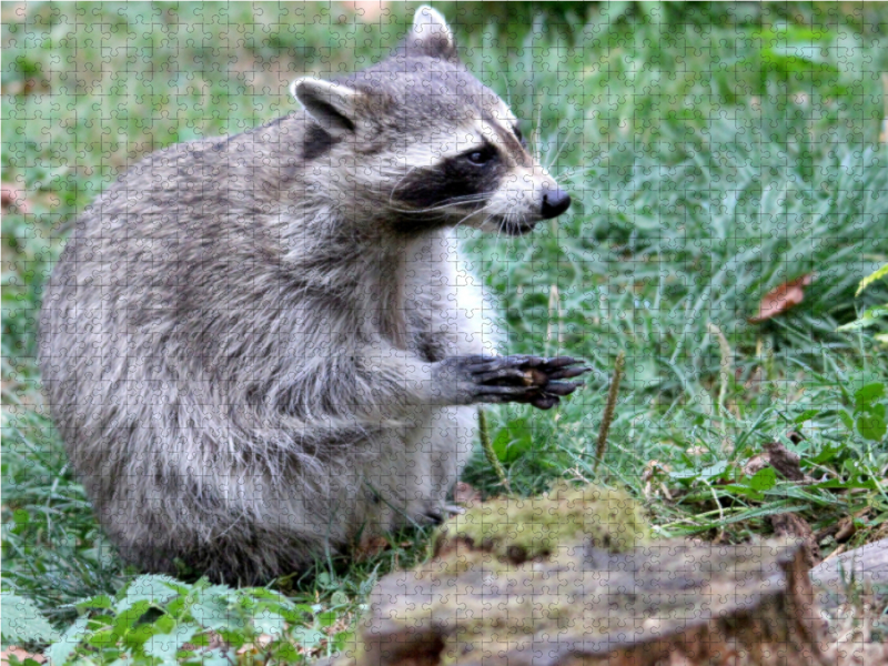 Der Waschbär - Der Maskenträger in unseren Wäldern