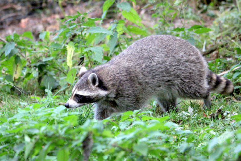 Der Waschbär - Der Maskenträger in unseren Wäldern