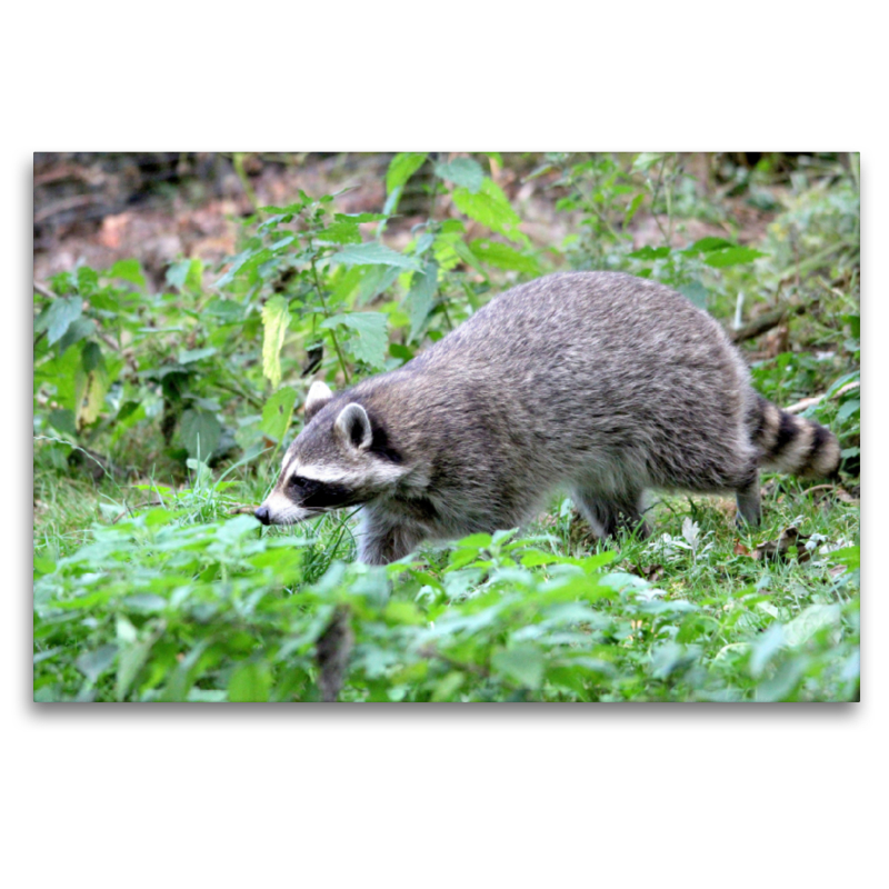 Der Waschbär - Der Maskenträger in unseren Wäldern