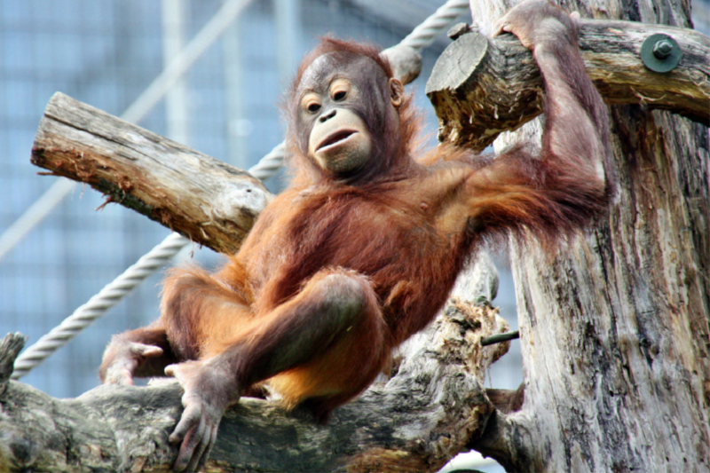 Orang Utan-Heute mal chillen