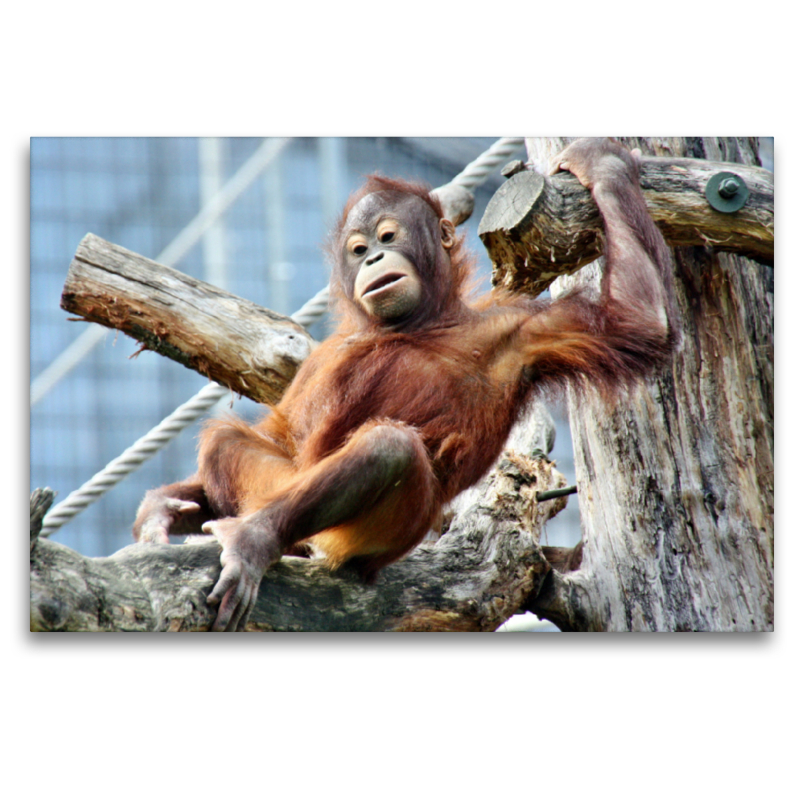 Orang Utan-Heute mal chillen