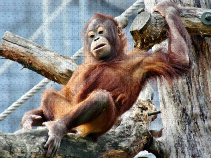 Orang Utan-Heute mal chillen