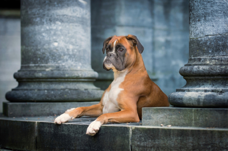 Boxerhündin Paula im Schloss