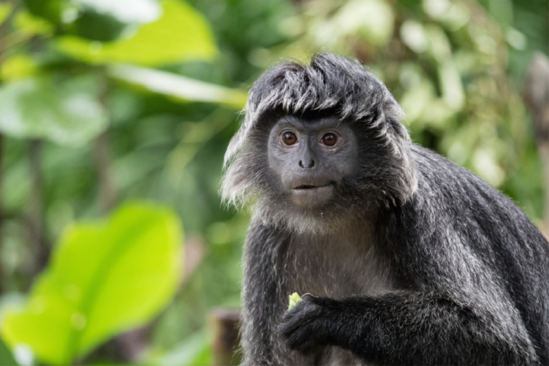 Schwarzer Haubenlangur