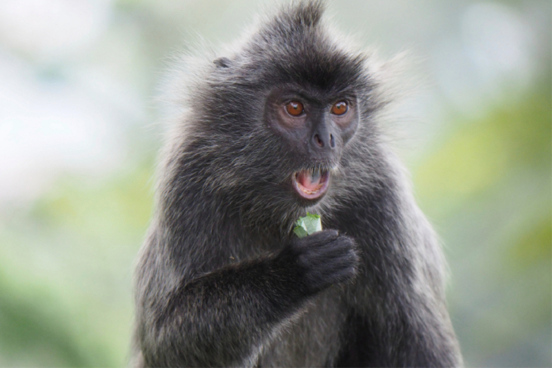 Silberner Haubenlangur