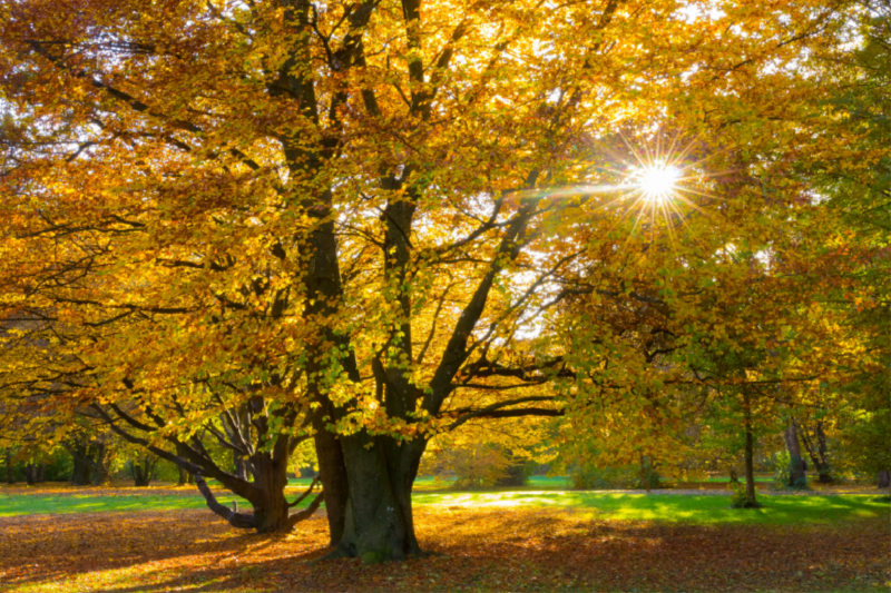 Herbstbaum an der Frühlingstraße