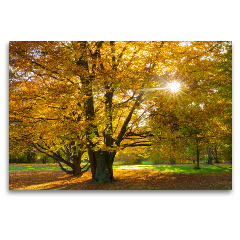 Herbstbaum an der Frühlingstraße