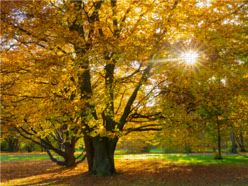 Herbstbaum an der Frühlingstraße