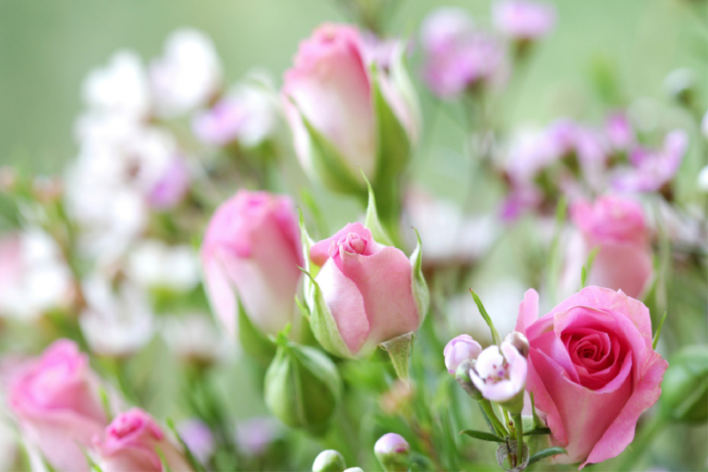 Rosen mit Wachsblumen