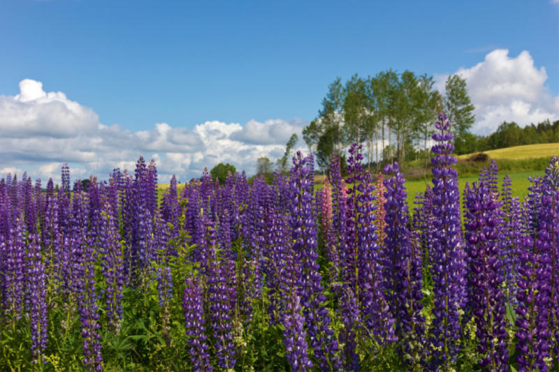 Färgelanda / Dalsland