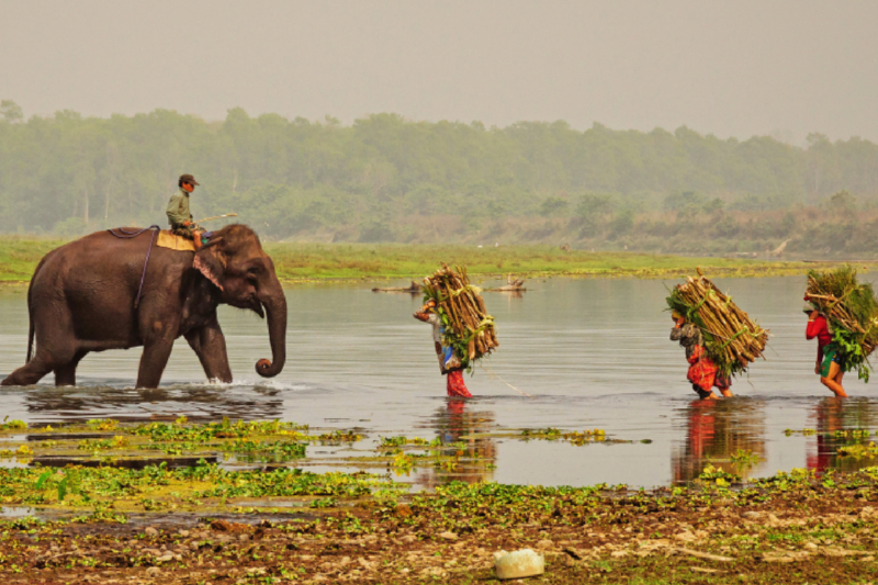 Abendliche Heimkehr im Chitwan Nationalpark