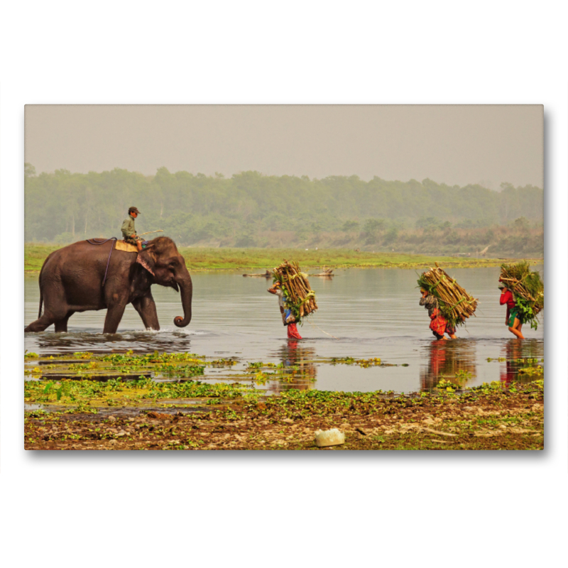 Abendliche Heimkehr im Chitwan Nationalpark