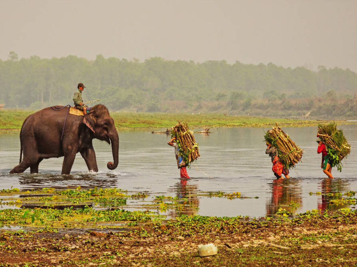 Abendliche Heimkehr im Chitwan Nationalpark