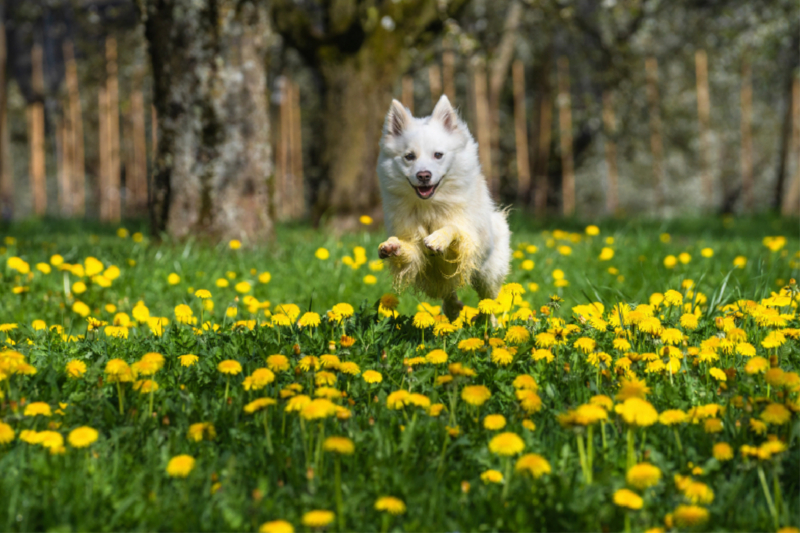 Mein Islandhund Djarfur (3)