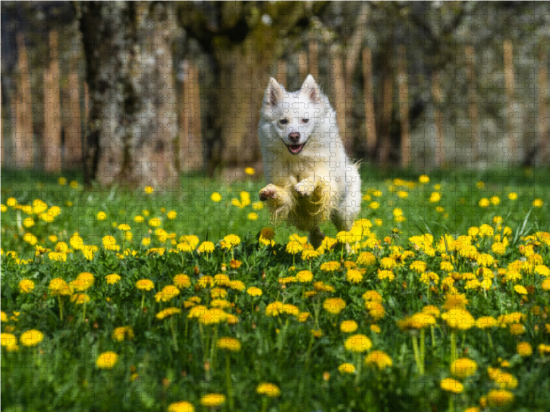 Mein Islandhund Djarfur (3)