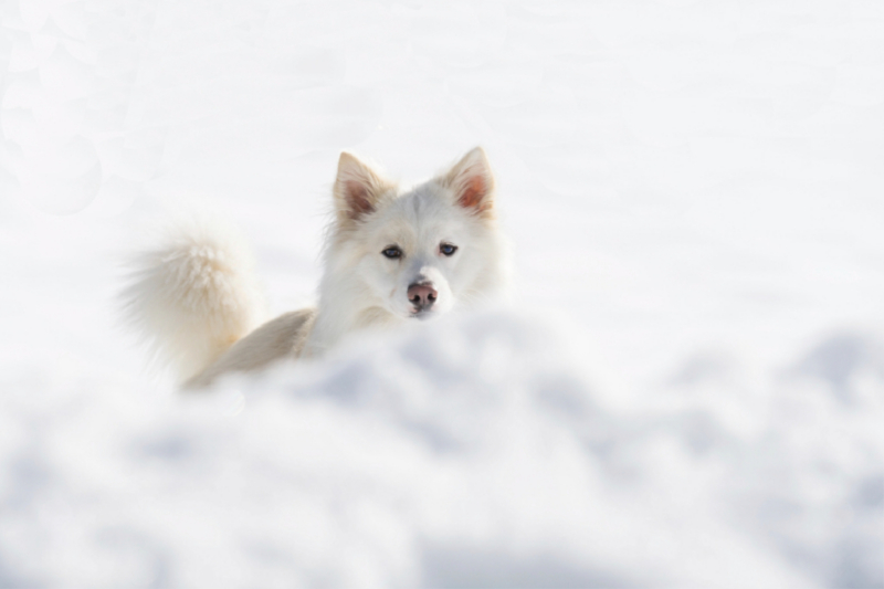 Mein Islandhund Djarfur (1)