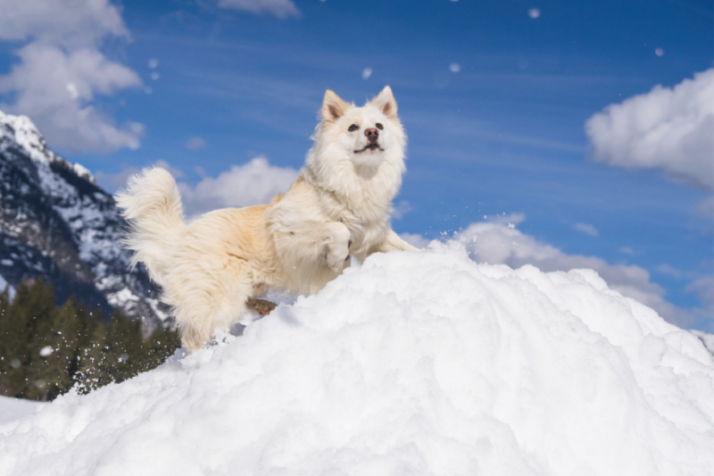 Mein Islandhund Djarfur (5)