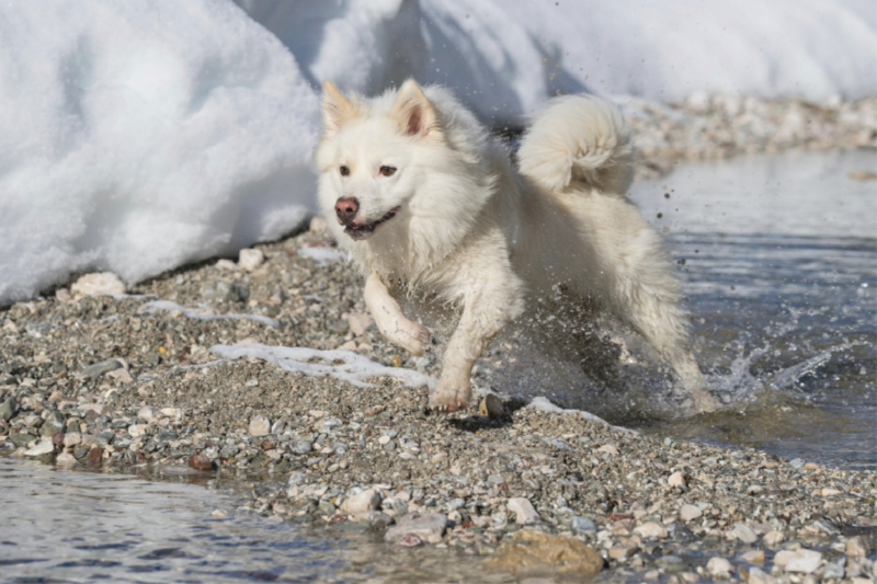 Mein Islandhund Djarfur (6)