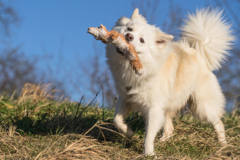 Mein Islandhund Djarfur (7)