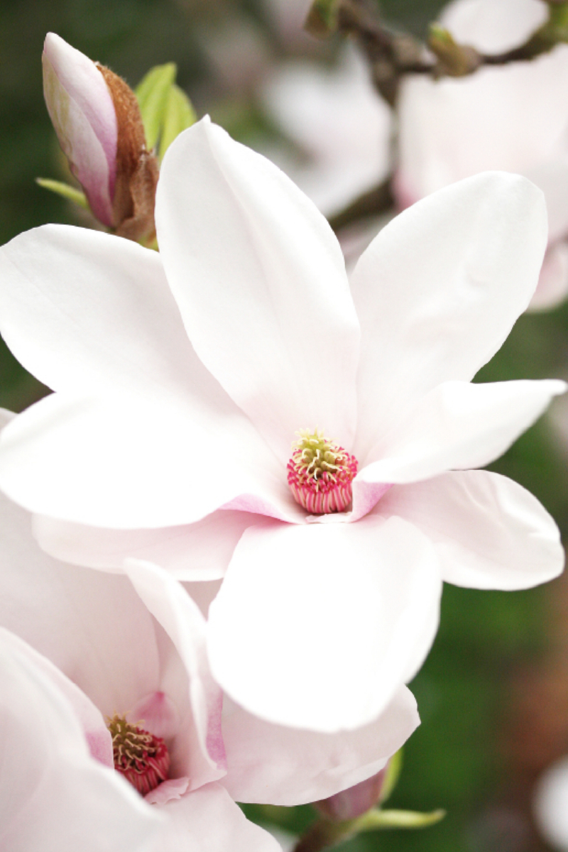 Magnolienblüte