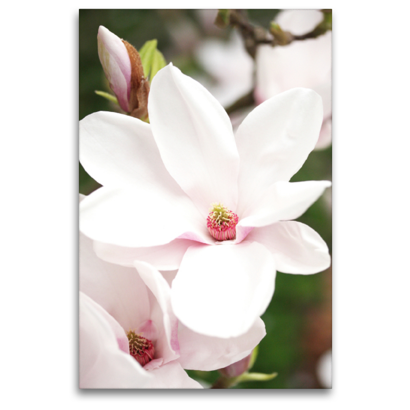 Magnolienblüte