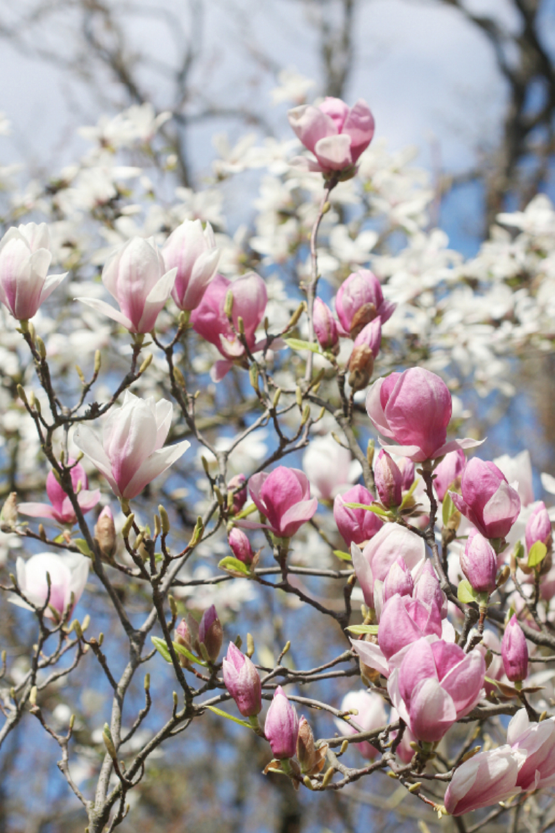 Magnolienblüten