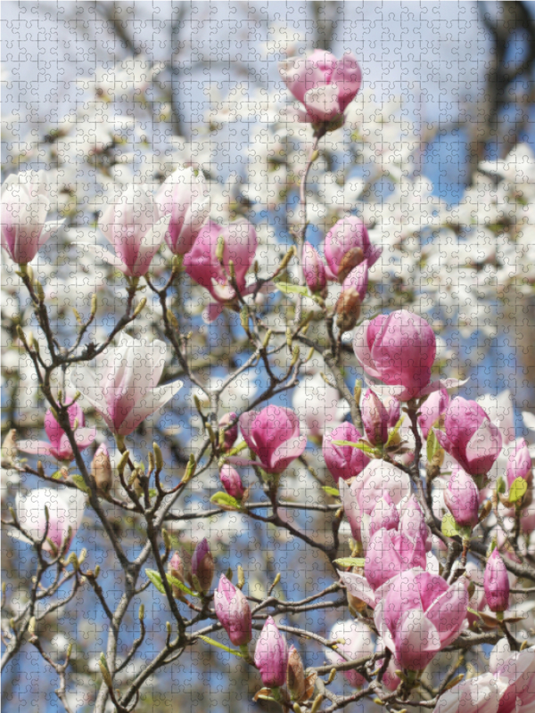 Magnolienblüten