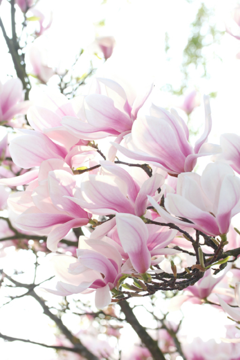 Magnolienblüten