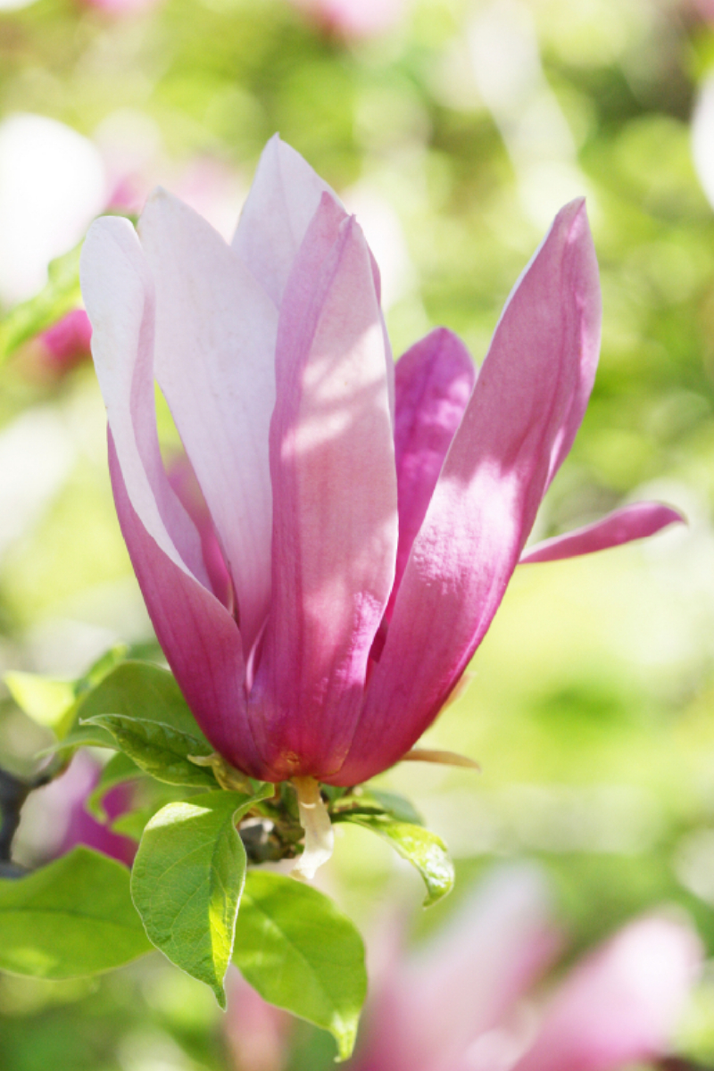 Magnolienblüte