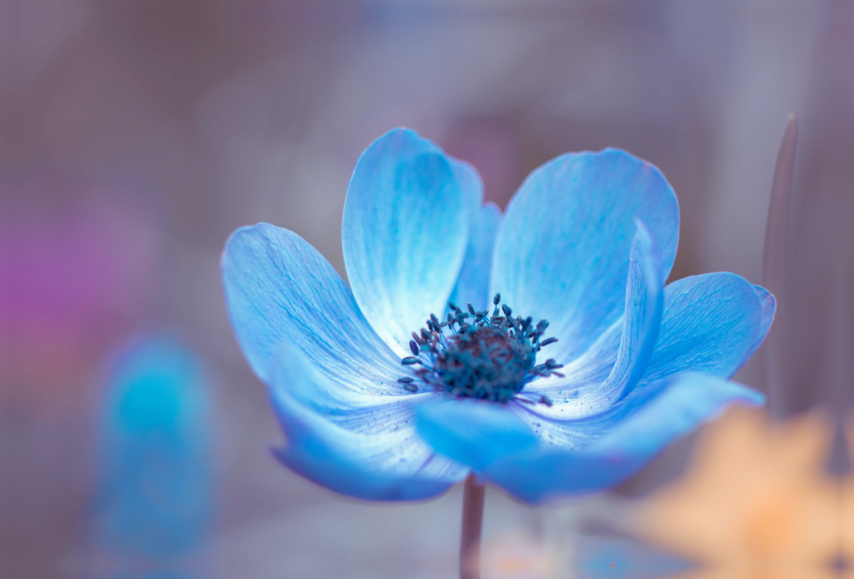 Kronen-Anemone (Anemone coronaria)