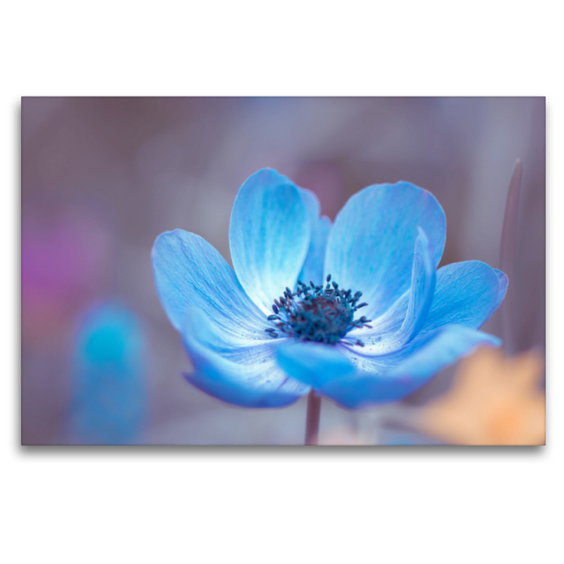 Kronen-Anemone (Anemone coronaria)