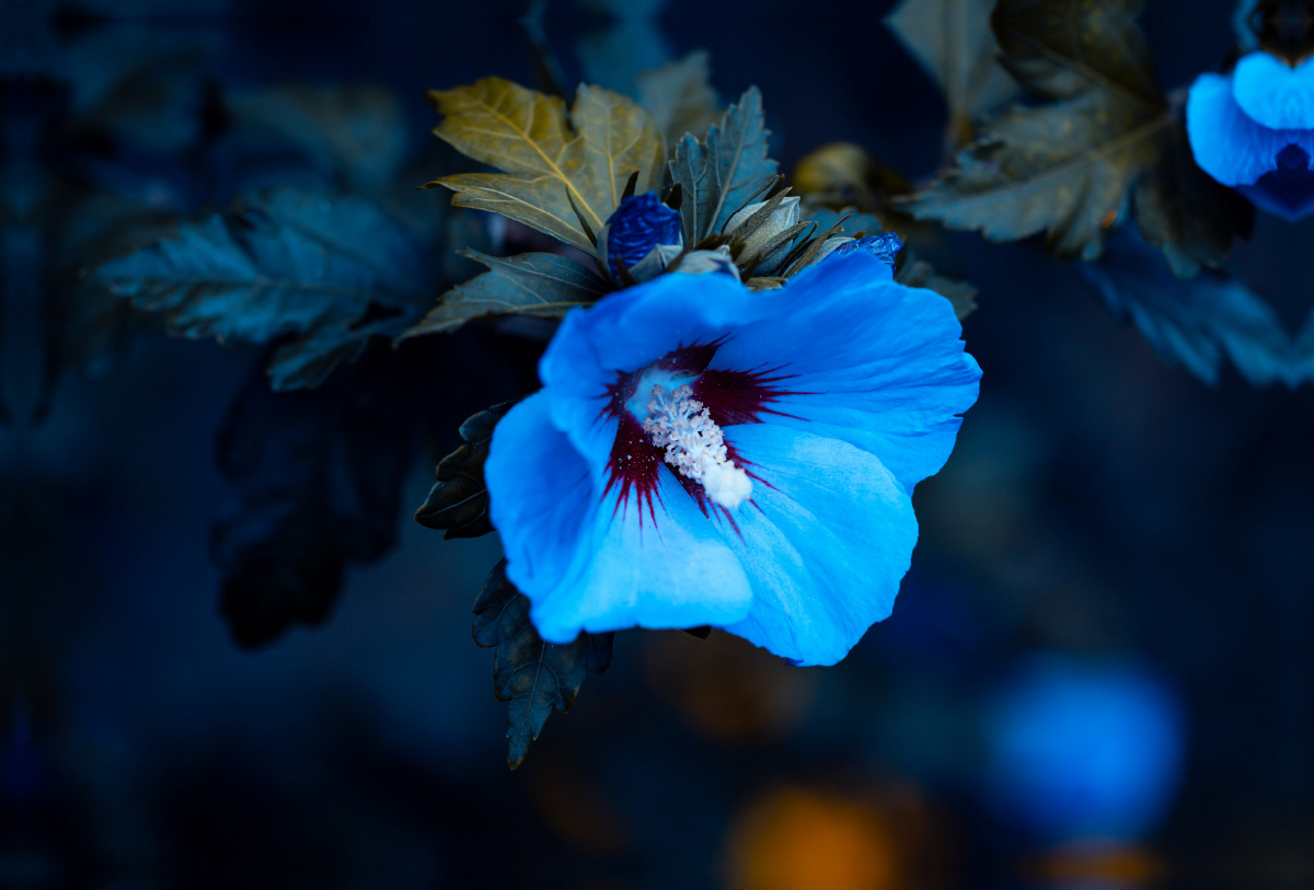 Blauer Hibiskus (Hibiscus)