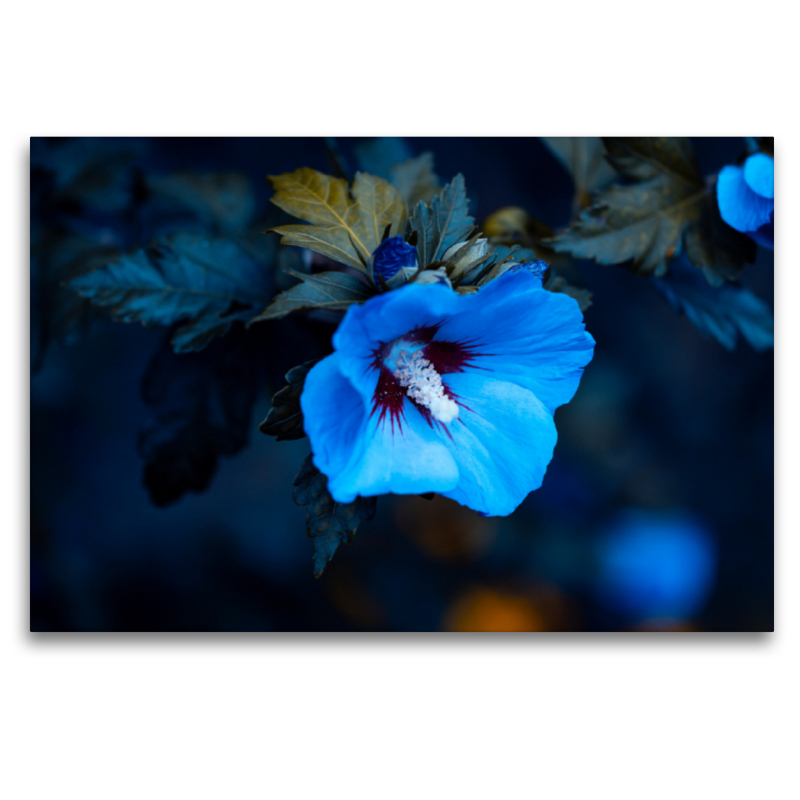 Blauer Hibiskus (Hibiscus)