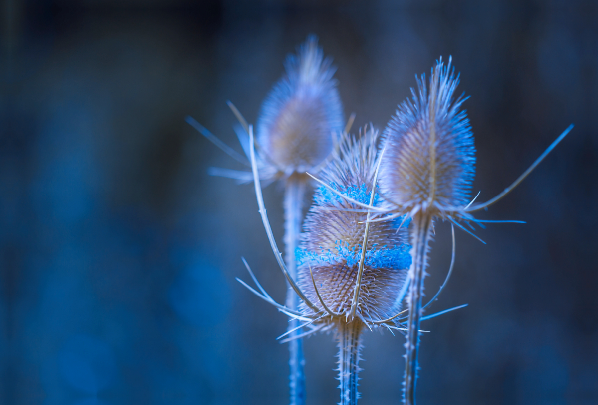 Wilde Karde (Dipsacus fullonum)