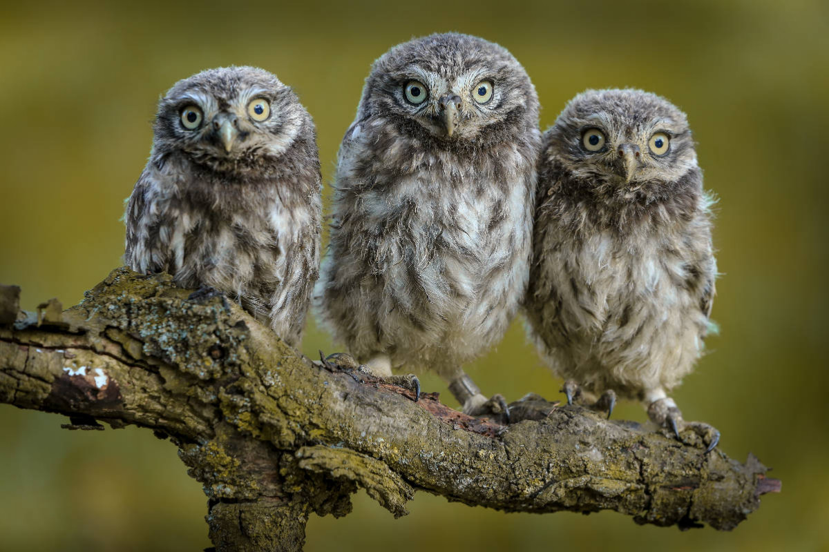 Ein Motiv aus dem Kalender Steinkäuze (Athene noctua)