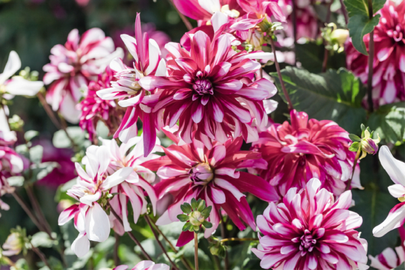 Dahlien - Prachtvolle Blüten des Spätsommers