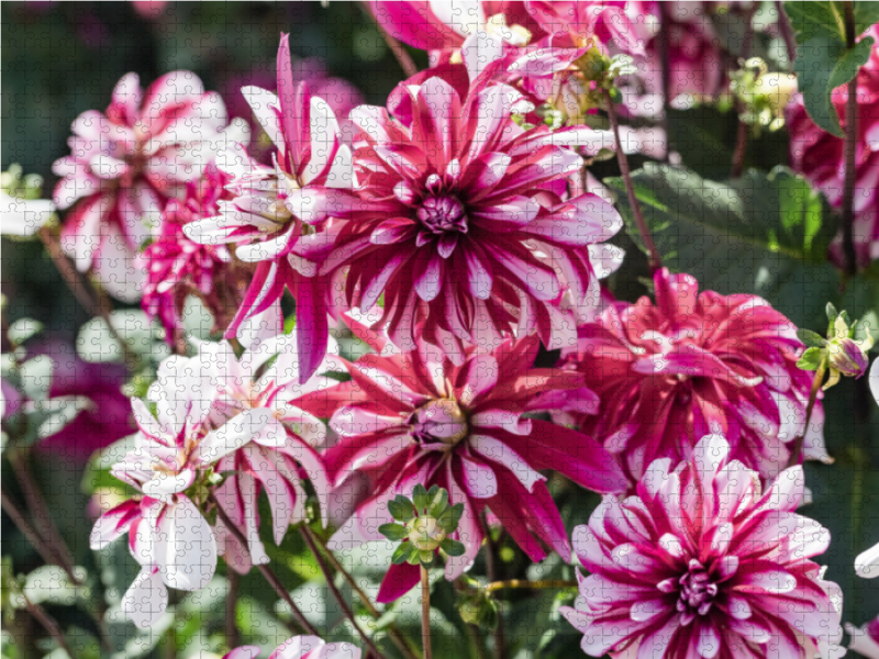 Dahlien - Prachtvolle Blüten des Spätsommers