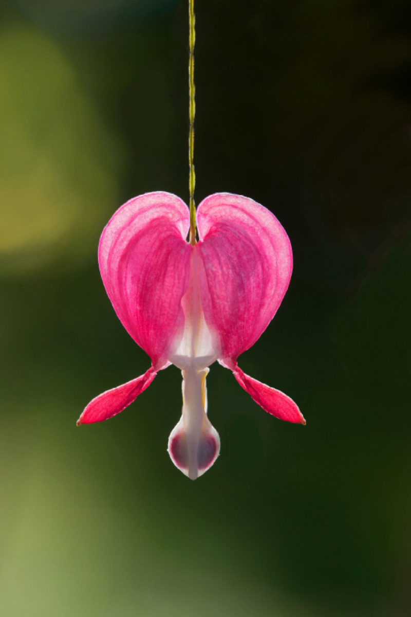 Blüte Tränendes Herz