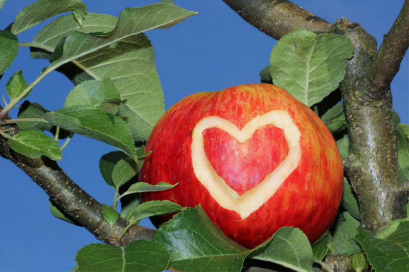 Herz-Apfel in der Astgabel eines Apfelbaumes