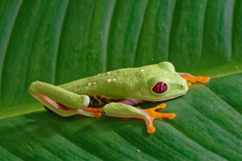 Rotaugenlaubfrosch