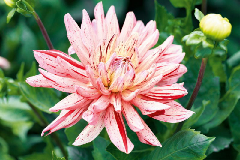 Dahlien - Prachtvolle Blüten des Spätsommers