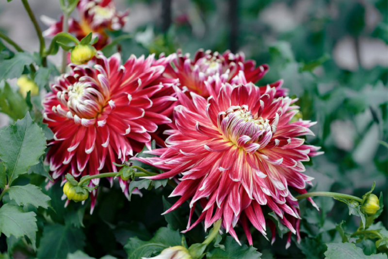 Dahlien - Prachtvolle Blüten des Spätsommers