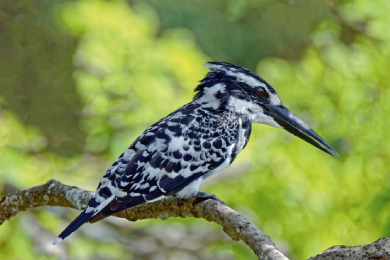 Graufischer / Pied Kingfisher / Ceryle rudis leucomelanurus