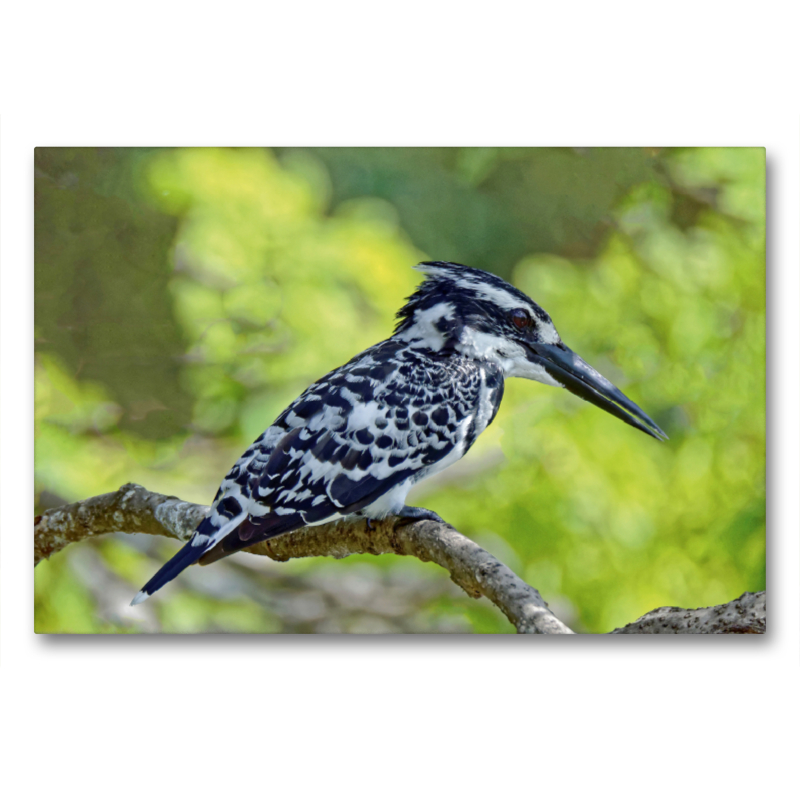 Graufischer / Pied Kingfisher / Ceryle rudis leucomelanurus