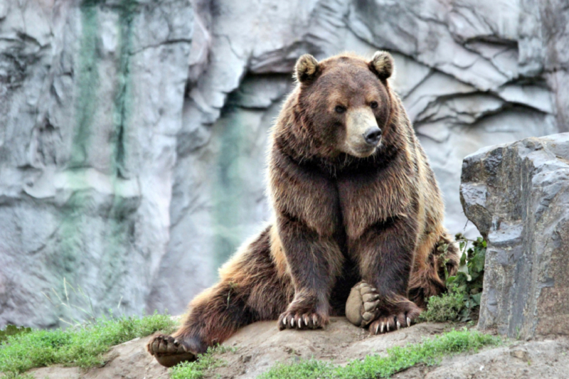 Der Kamtschatka-Braunbär