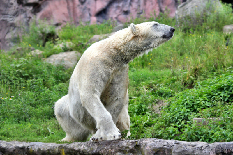 Der Eisbär